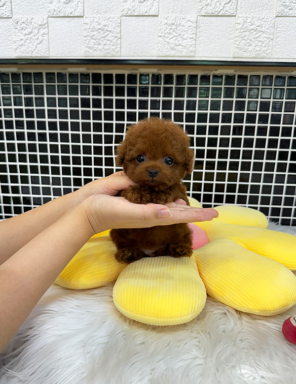 강아지 썸네일